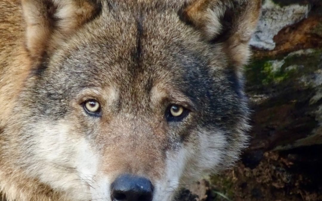 Abattage du loup: Albert Rösti jette de l’huile sur le feu